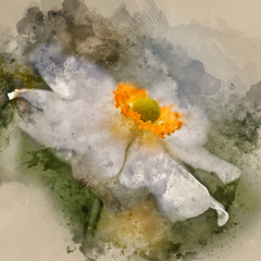 Watercolour painting of Stunning close up image of white anemone flower in Summer