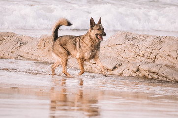 Dogs playing on the beach in a beautiful sunset