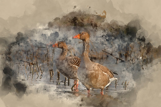Watercolour painting of Beautiful greylag goose Anser Anser in wetland landscape