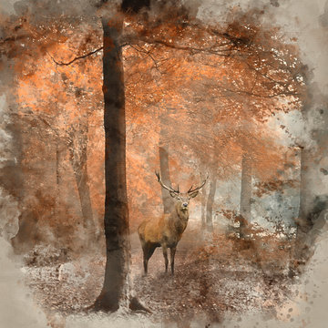 Watercolour painting of Beautiful image of red deer stag in foggy Autumn colorful forest landscape image