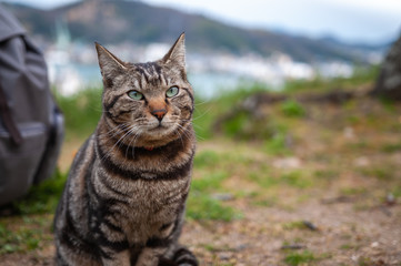 A cat seen on Mt. Senkoji's Onomichi Cat Alley, or also known as 