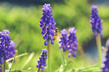 Bee on flowers in spring