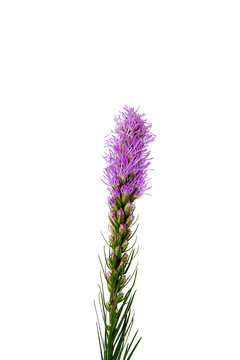Magenta, purple, violet, Liatris flower on isolated  white background.