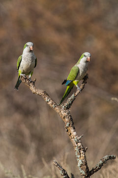 Parakeet,in jungle environment, La Pampa, Patagonia, Argentina