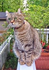 Curious Highland Lynx Tabby Cat on a Porch