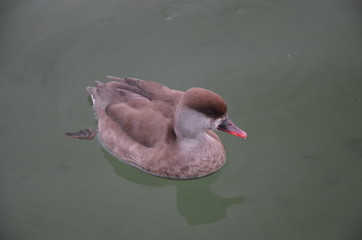 small duck