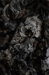 Close-up of tobacco cigarettes background or texture