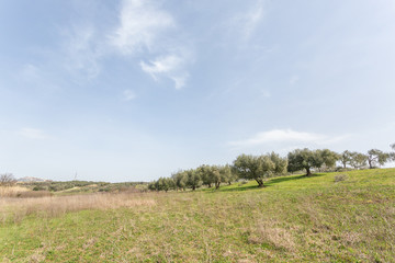 Fototapeta premium Oliveto della campagna romana 