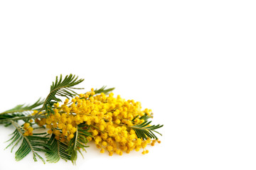 Spring still life. Yellow mimosa branch lies on a white background, isolated. silver silvergreen wattle Acacia dealbata.