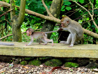 Monkey in Ubub. Bali. Indonesia