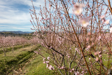 Cerejeiras em flor. Portugal 2019