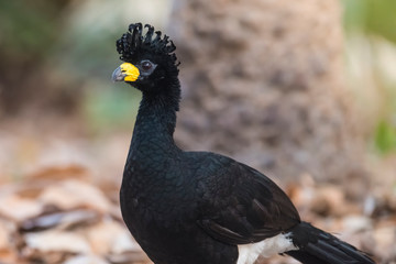 Male Curasow , Pantanal , Brazil
