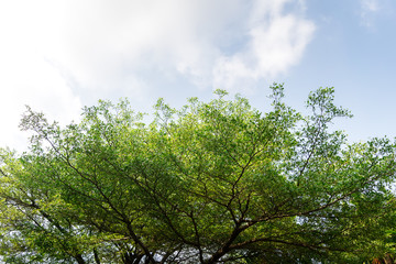Green leaf tree on a sky and cloud background