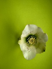 Spring flower hellebore on the green background