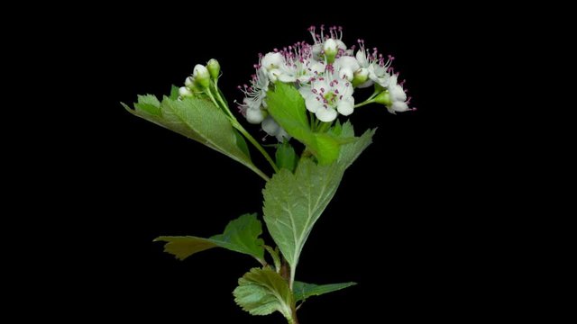 Hawthorn flowers blooming, Time lapse with alpha channel (codec: png+alpha with black background)