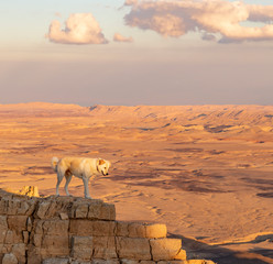 A Dog in the Desert