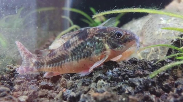Fish in aquarium. Freshwater cory fish in home aquarium. Corydoras catfish close-up in fish tank.