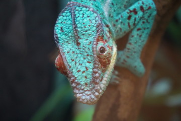 Chameleon