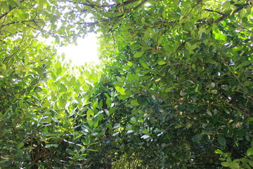 ふくぎ木漏れ日