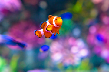 Obraz na płótnie Canvas Nemo Fisch 