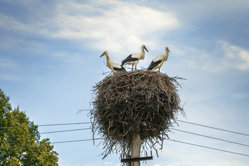 Storks in the nest
