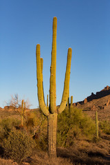 Lost Dutchman State Park nahe Phoenix in Arizona, USA