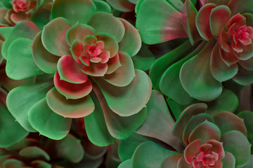 Minimalicstic plants