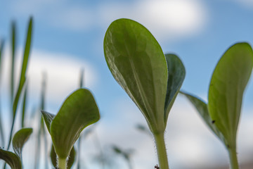 Keimling Pflanze vor blauem Himmel