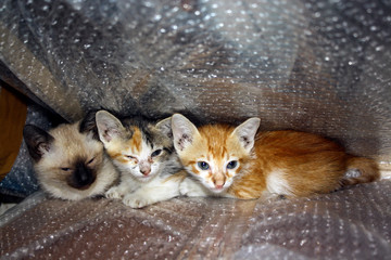Gatinhos IMG_17736