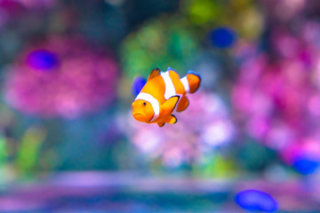 Nemo der Fisch aus dem Film 