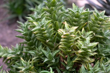 Green spotted scarlet with thorns. Plant close-up. Tropical plant
