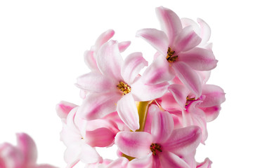 Obraz na płótnie Canvas hyacinth photo on white