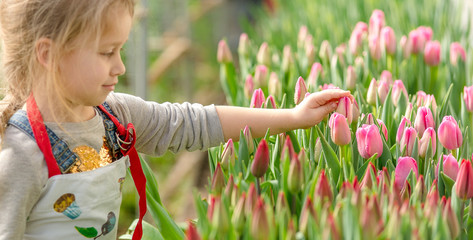 Little girl picks tulips in the greenhouse.
