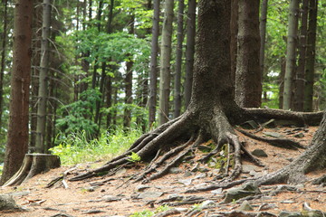 Korzenie © kruffka