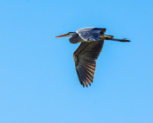 Obraz premium Great blue heron in flight!
