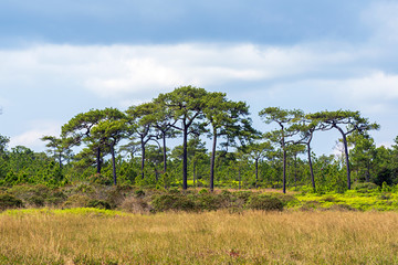 Pine trees and grass field with cloudy sky
