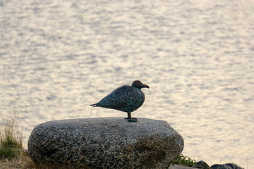 Vogel