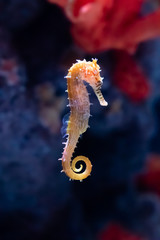 Zebra-snout seahorse, Seepferdchen mit Zebraschnauze