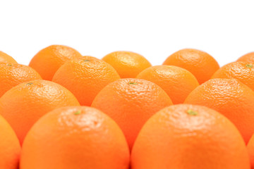 Group of oranges in a row isolated on white background, Space for text or design.