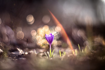 lonely saffron in the forest on a blurry background with a blizzard - obrazy, fototapety, plakaty
