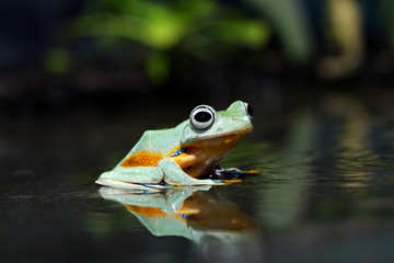 Tree frog Reflections in water, Flying frog, java tree frog