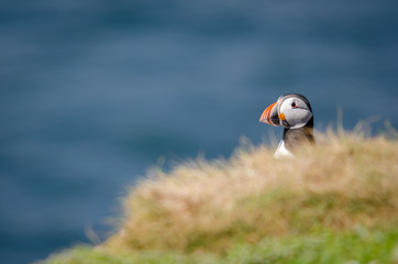 UK Wild Perched Puffin