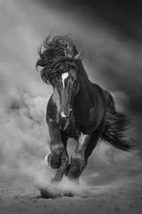 Black stallion run on desert dust against dramatic background. Black and white