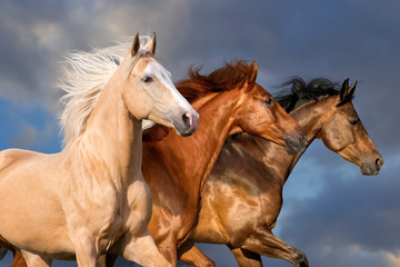 Obraz na płótnie Canvas Three beautiful horse portrait in motion against sky