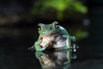 Dumpy frog reflections in water, Tree frog