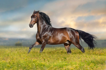 Bay stallion run free on spring meadow