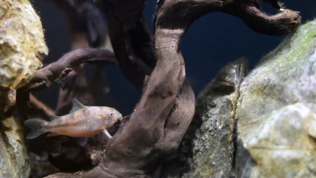 Fish in aquarium. Freshwater cory fish in home aquarium. Corydoras catfish close-up in fish tank.