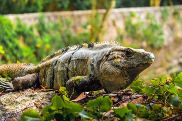 Close up picture taken of an iguana resting on a rock