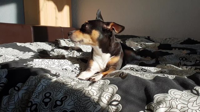 Cute spanish Ratonero Bodeguero Andaluz dog laying on bed in sunshine, relaxing.