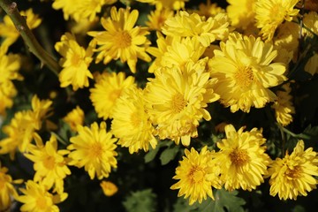 Chrysanthemum morifolium is beautiful in the garden